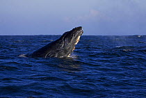 Humpback whale (Megaptera novaeangliae) spy hopping, Barkley Sound, Vancouver Island, British Columbia, Canada