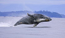 Humpback whale (Megaptera novaeangliae), breaching, Barkley Sound, Vancouver Island, British Columbia, Canada