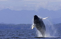 Humpback whale (Megaptera novaeangliae), breaching, Barkley Sound, Vancouver Island, British Columbia, Canada