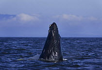 Humpback whale (Megaptera novaeangliae) spy hopping, Barkley Sound, Vancouver Island, British Columbia, Canada
