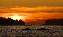 Humpback whale (Megaptera novaeangliae) mother with calf at sunset, Barkley Sound, Vancouver Island, British Columbia, Canada
