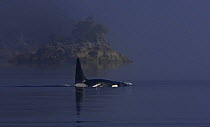 Transient Killer whale / Orca (Orcinus orca) surfacing, Clayoquot Sound, Vancouver Island, Canada