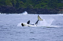 Resident Killer whale / Orca (Orcinus orca) breaching, Barkley Sound, Vancouver Island, Canada