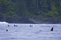 Resident Killer whales / Orcas (Orcinus orca) at surface, Barkley Sound, Vancouver Island, Canada