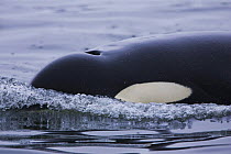 Resident Killer whale / Orca (Orcinus orca) at surface, Barkley Sound, Vancouver Island, Canada