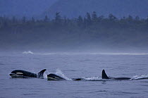 Resident killer whales (Orcinus orca) surfacing, Barkley Sound, Vancouver Island, Canada