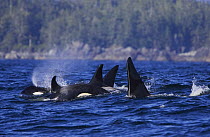 Transient killer whales (Orcinus orca) surfacing, Barkley Sound, Vancouver Island, Canada