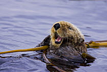Sea otter (Enhydra lutris) floating on back amongst kelp, calling, Barkley Sound, Vancouver Island, Canada