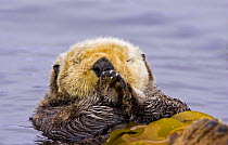 Sea otter (Enhydra lutris) floating on back amongst kelp, sleeping, Barkley Sound, Vancouver Island, Canada