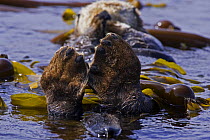 Sea otter (Enhydra lutris) floating on back amongst kelp, Barkley Sound, Vancouver Island, British Columbia, Canada