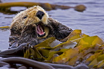 Sea otter (Enhydra lutris) floating on back amongst kelp, yawning, Barkley Sound, Vancouver Island, British Columbia, Canada