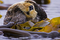 Sea otter (Enhydra lutris) floating on back amongst kelp, grooming, Barkley Sound, Vancouver Island, Canada