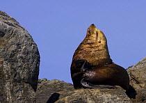 Steller's sealion (Eumetopias jubatus) on rocks, Barkley Sound, Vancouver Island, British Columbia, Canada