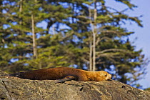 Steller's sealion (Eumetopias jubatus) sleeping on rock, Barkley Sound, Vancouver Island, Canada