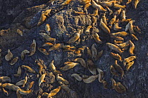 Aerial view of Steller's sealions (Eumetopias jubatus) on rock, Pacific Rim National Park, Vancouver Island, Canada