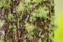 Western hemlock (Tsuga heterophylla) tree trunk with Blood spattered beard lichen (Usnea wirthii) growing on it, Wild Pacific Trail, Vancouver Island, Canada