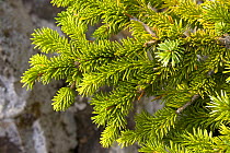 Sitka spruce (Picea sitchensis) close up of needles, Wild Pacific Trail, Vancouver Island, Canada
