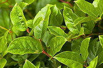 Close-up of Salal (Gaultheria shallon) leaves, Wild Pacific Trail, Vancouver Island, Canada