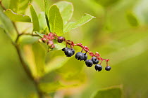 Salal berries (Gaultheria shallon) Wild Pacific Trail, Vancouver Island, Canada