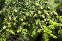 Western hemlock spruce (Tsuga heterophylla) cones, Wild Pacific Trail, Vancouver Island, Canada