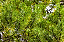 Shore pine (Pinus contorta) close-up of twigs with needles, Wild Pacific Trail, Vancouver Island, Canada