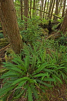 Hard / Deer fern (Blechnum spicant) growing in forest, Ucluth Peninsular, Vancouver Island, Canada