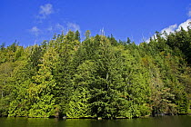 Shore pines (Pinus contorta) Western red cedar (Thuja plicata) and Western hemlock (Tsuga heterophylla) trees growing in coastal forest, Barkley Sound, Vancouver Island, Canada