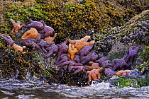Ochre sea stars (Pisaster ochraeceus) on coastal rocks, Barkley Sound, Vancouver Island, Canada