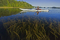 Kayaker amongst Marine eelgrass (Zostera marina)  Barkley Sound, Vancouver Island, Bitish Columbia, Canada