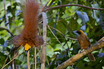 Goldie's Bird of Paradise (Paradisaea decora) displaying to female, Fergusson Island, Milne Bay Province, Papua New Guinea.