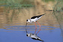 Black winged stilt {Himantopus himantopus} feeding in water, Muscat, Oman