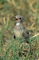 Collared pratincole {Glareola pratincola} juvenile calling, Sohar, Oman