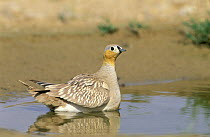 Crowned sandgrouse {Pterocles coronatus} male collecting water for chicks in breast feathers, Jaaluni, Oman