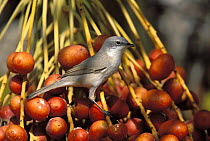 Lesser whitethroat {Sylvia curruca} perched on ripe dates, Mabr, Oman