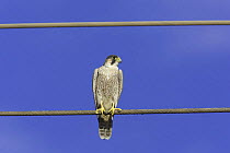 Barbary falcon {Falco pelegrinoides} perched on wire, Dhofar, Oman