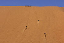 Dune buggies competing, driving up high sand dune, Liwa Oasis, United Arab Emirates, UAE, December 2007