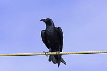 Fan tailed raven {Corvus rhipidurus} perched on wire, Dhofar, Oman