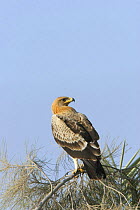 Greater spotted eagle {Aquila clanga fulvescens} perched in tree, Sohar, Oman