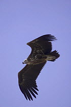 Lappet-faced vulture {Torgos tracheliotus} in flight, Muscat, Oman