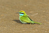 Little green bee-eater {Merops orientalis} on ground, Sohar, Oman
