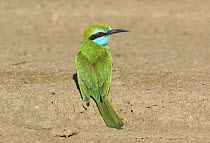 Little green bee-eater {Merops orientalis} perched on ground, Sohar, Oman