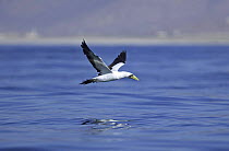 Masked booby {Sula dactylatra} adult in flight over calm water, Dhofar, Oman