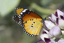 Plain tiger {Danaus chrysippus} butterfly on Sodom's Apple blossom {Calotropis procera}, Dhofar, Oman