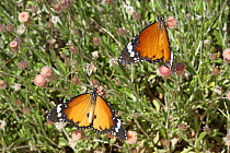 Two Plain tiger butterflies {Danaus chrysippus} on {Phagnalon viridifolium} flowers, Musandam, Oman
