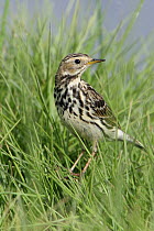 Red throated pipit {Anthus cervinus} in grass, Dhofar, Oman