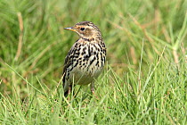 Red throated pipit {Anthus cervinus} in grass, Dhofar, Oman