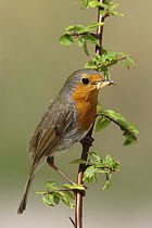 Robin {Erithacus rubecula} perched with food, on twig, Vester Husby, Denmark