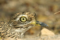 Spotted thick knee {Burhinus capensis dodsoni} close-up, Salalah, Oman
