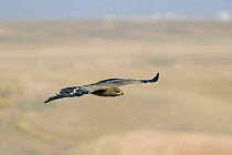 Steppe eagle {Aquila nipalensis} in flight, Dhofar, Oman
