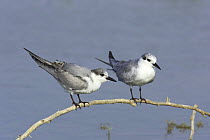 Whiskered tern {Chlidonias hybrida} adult perched with juvenile, Dhofar, Oman